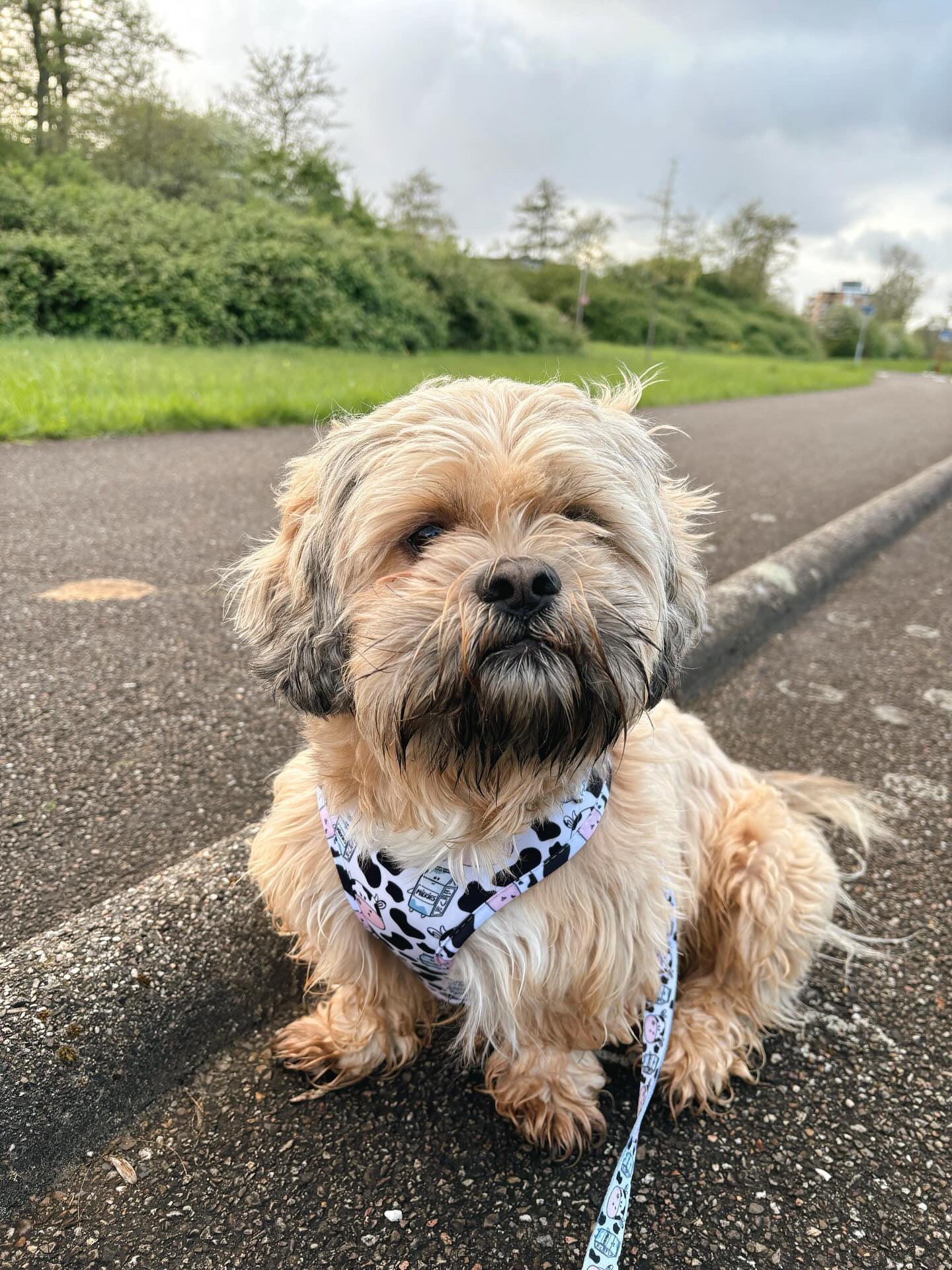 Adjustable Dog Harness - Hashtag MOO'd