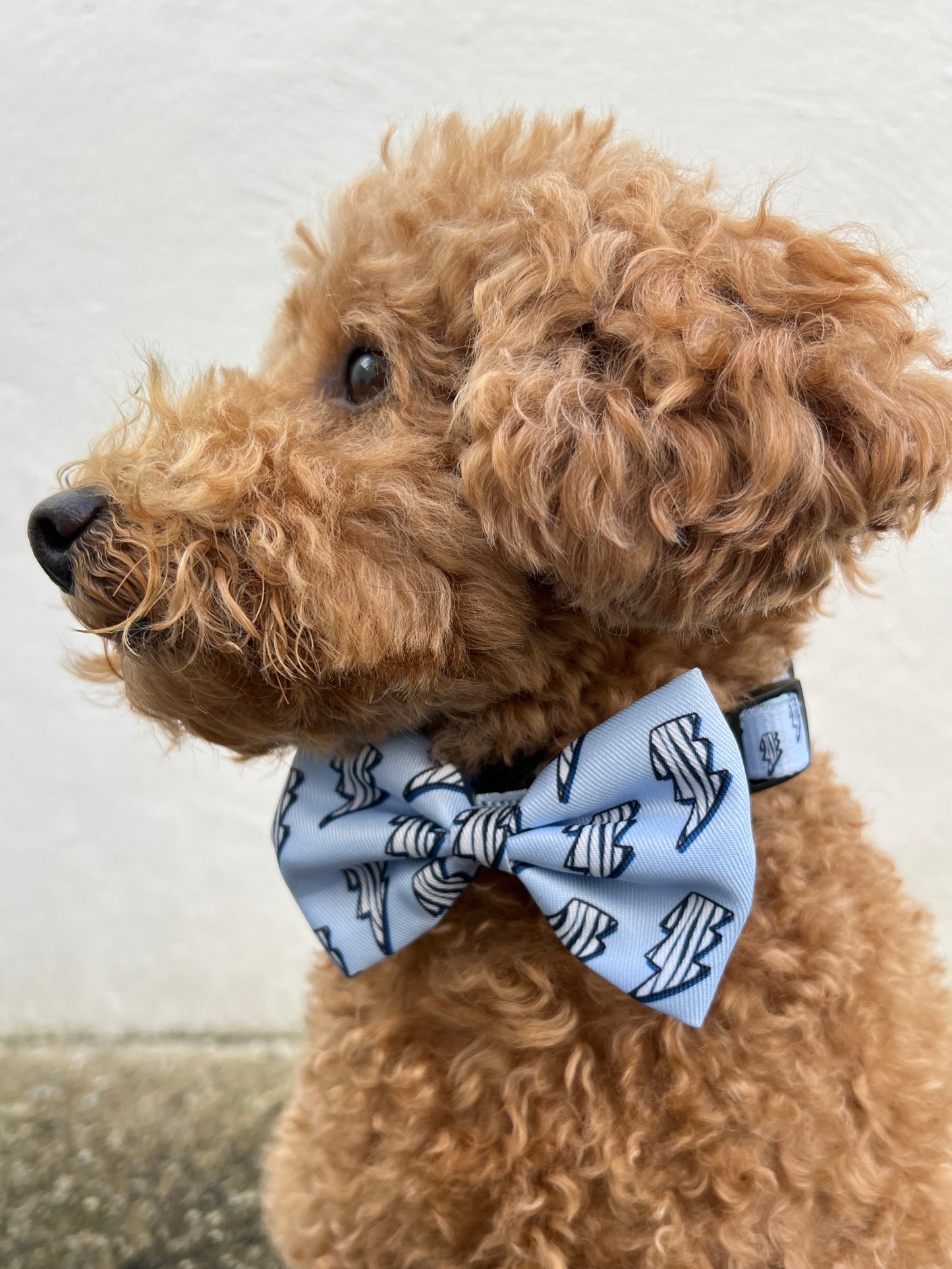 Bow Tie - Thunder Zoomies