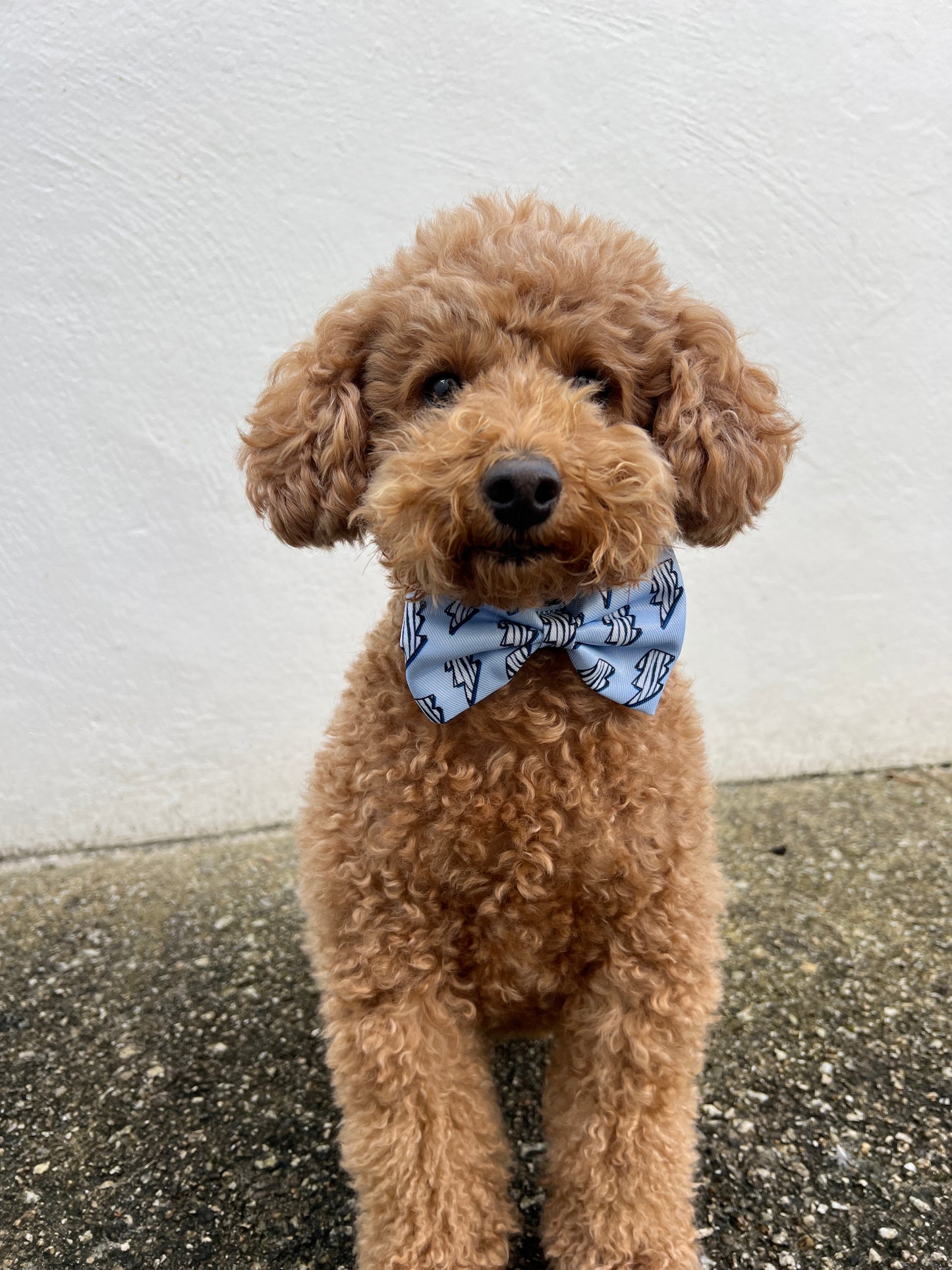 Bow Tie - Thunder Zoomies