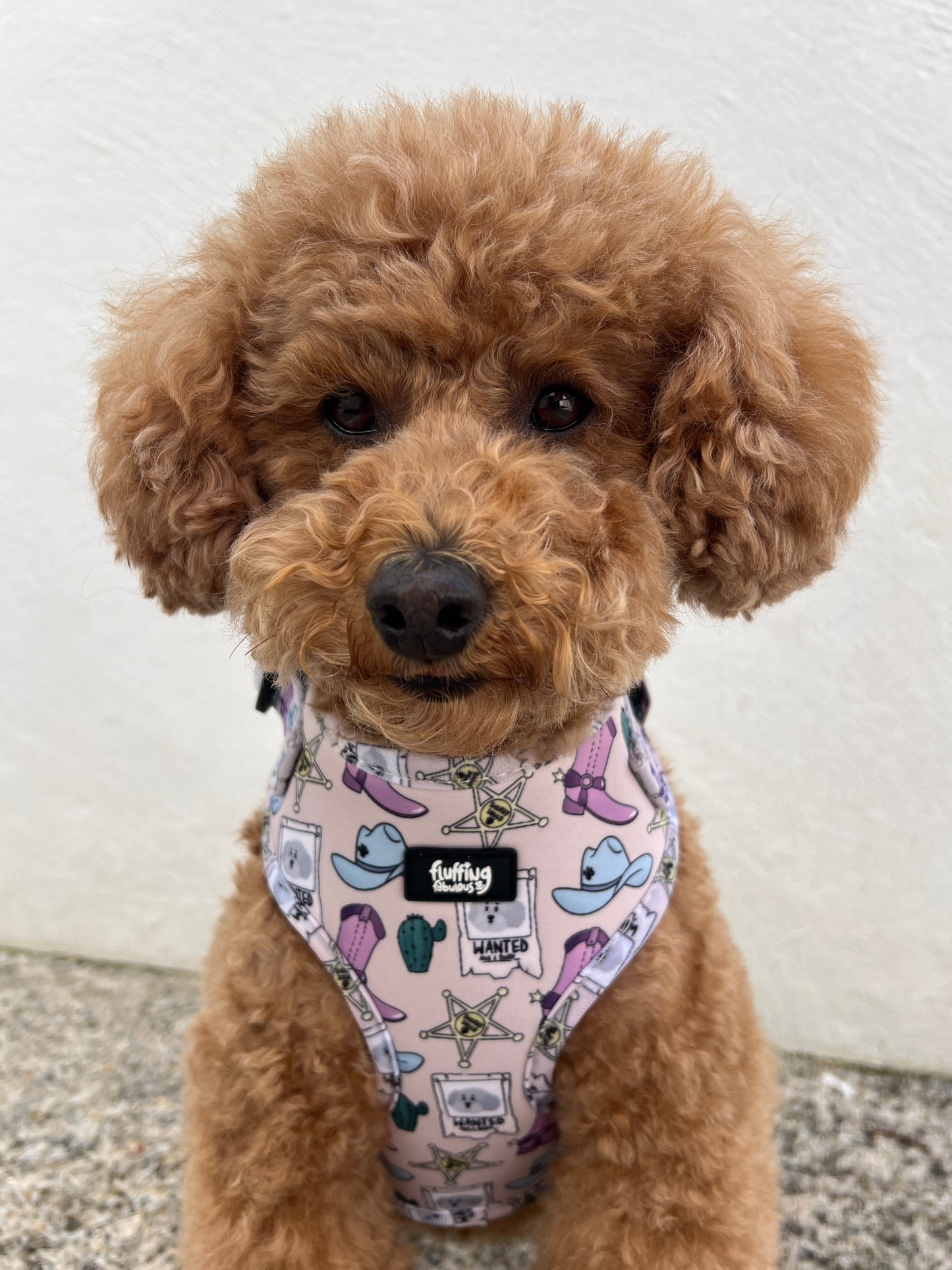 Adjustable Dog Harness - YEHAAA Hun!