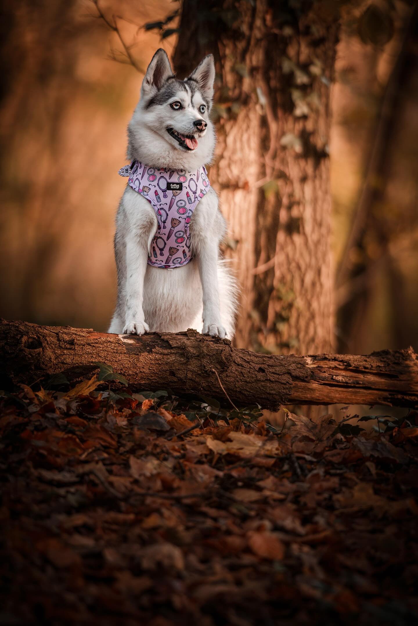 Adjustable Dog Harness - Pink To Make The Boys Wink