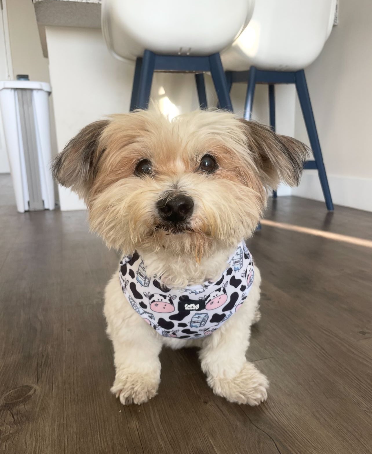 Adjustable Dog Harness - Hashtag MOO'd