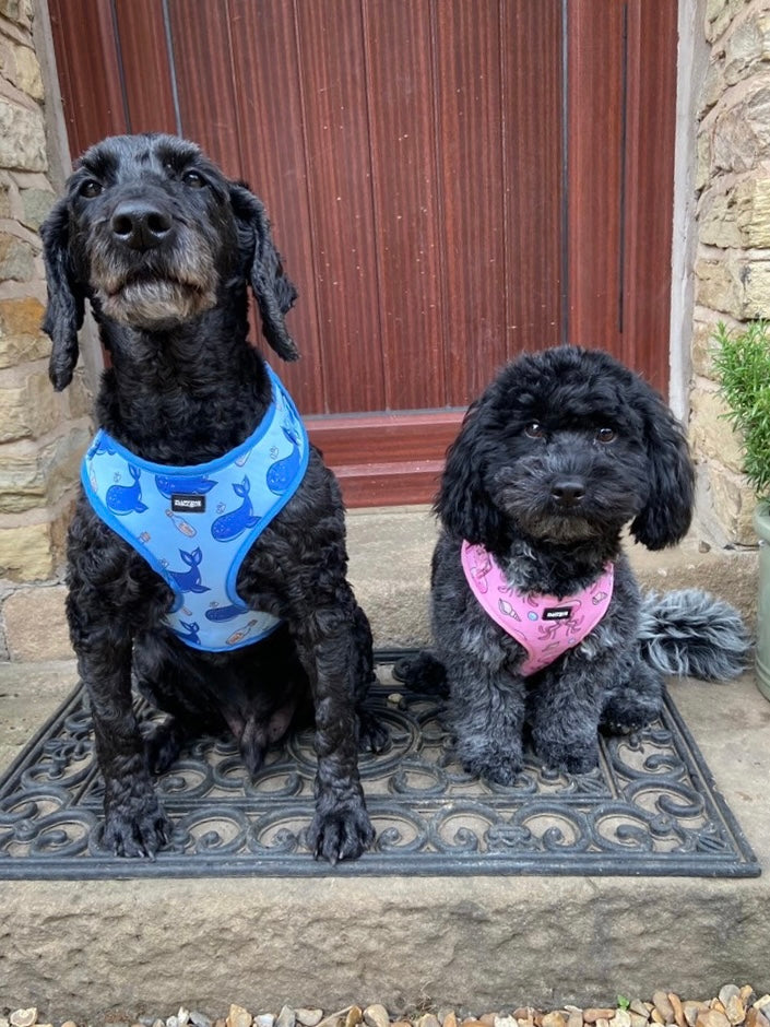 dogs wearing adjustable matching harness pink for girls blue for boy dog
