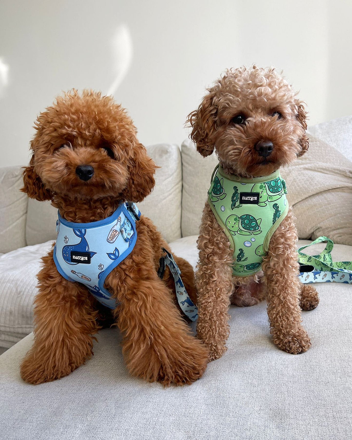 2 poodles wearing matching dog harness and lead 