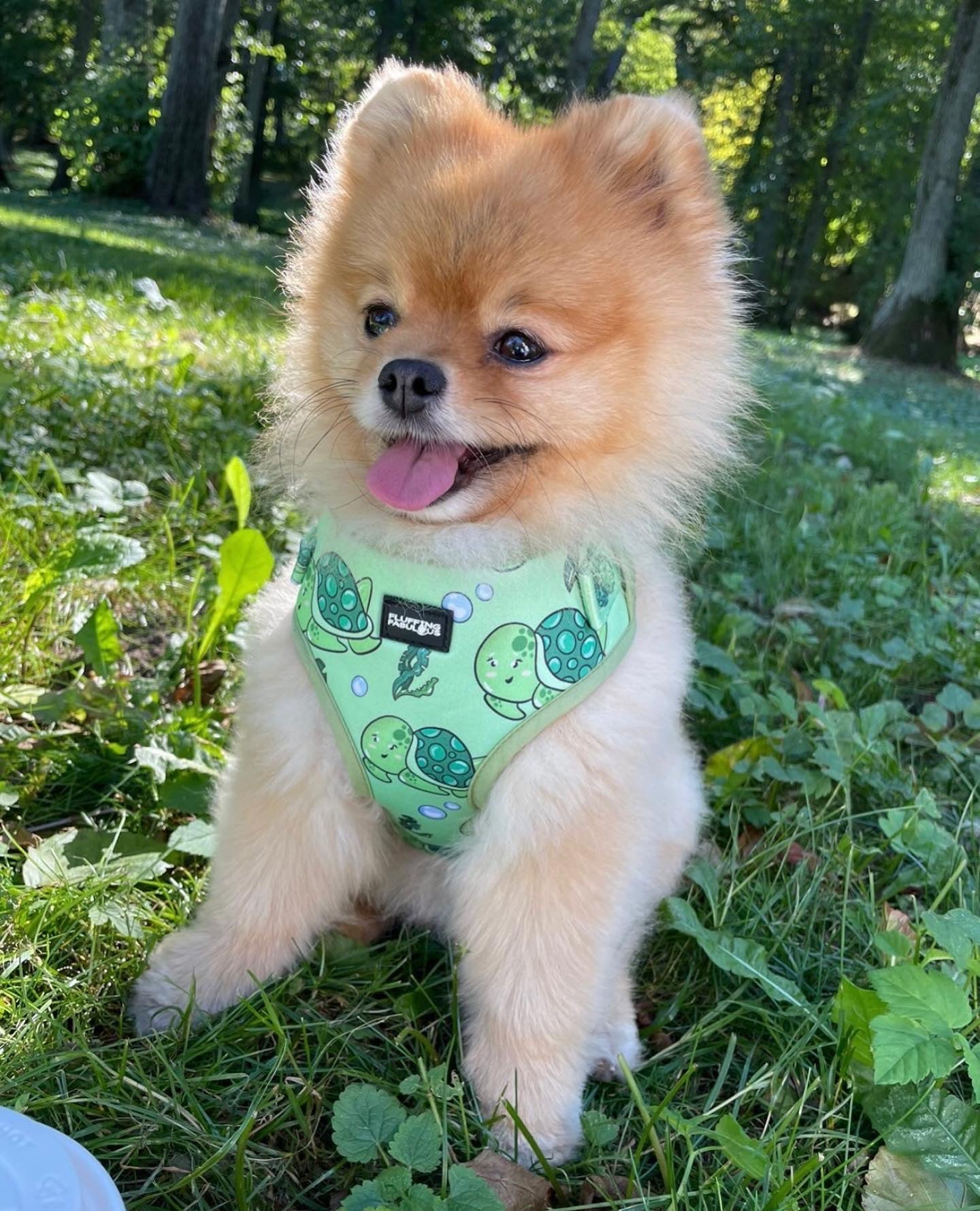 little pomeranian wearing small dog harness green with turtles on red fur