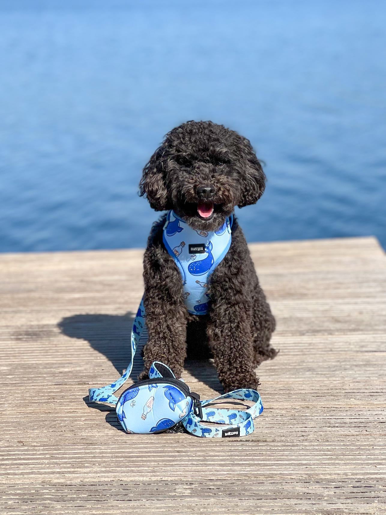 harness and lead on toy poodle