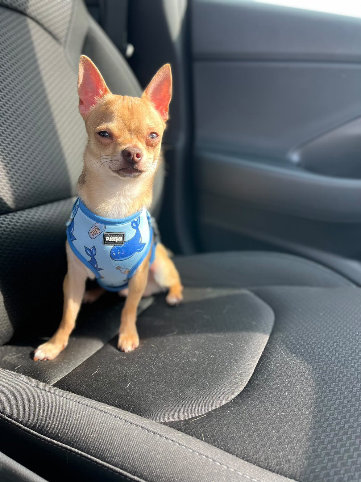 little harness on small Chihuahua 