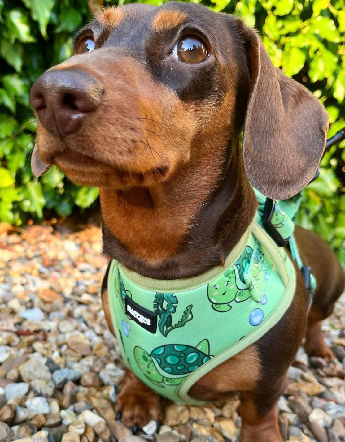 harness for dachshunds 