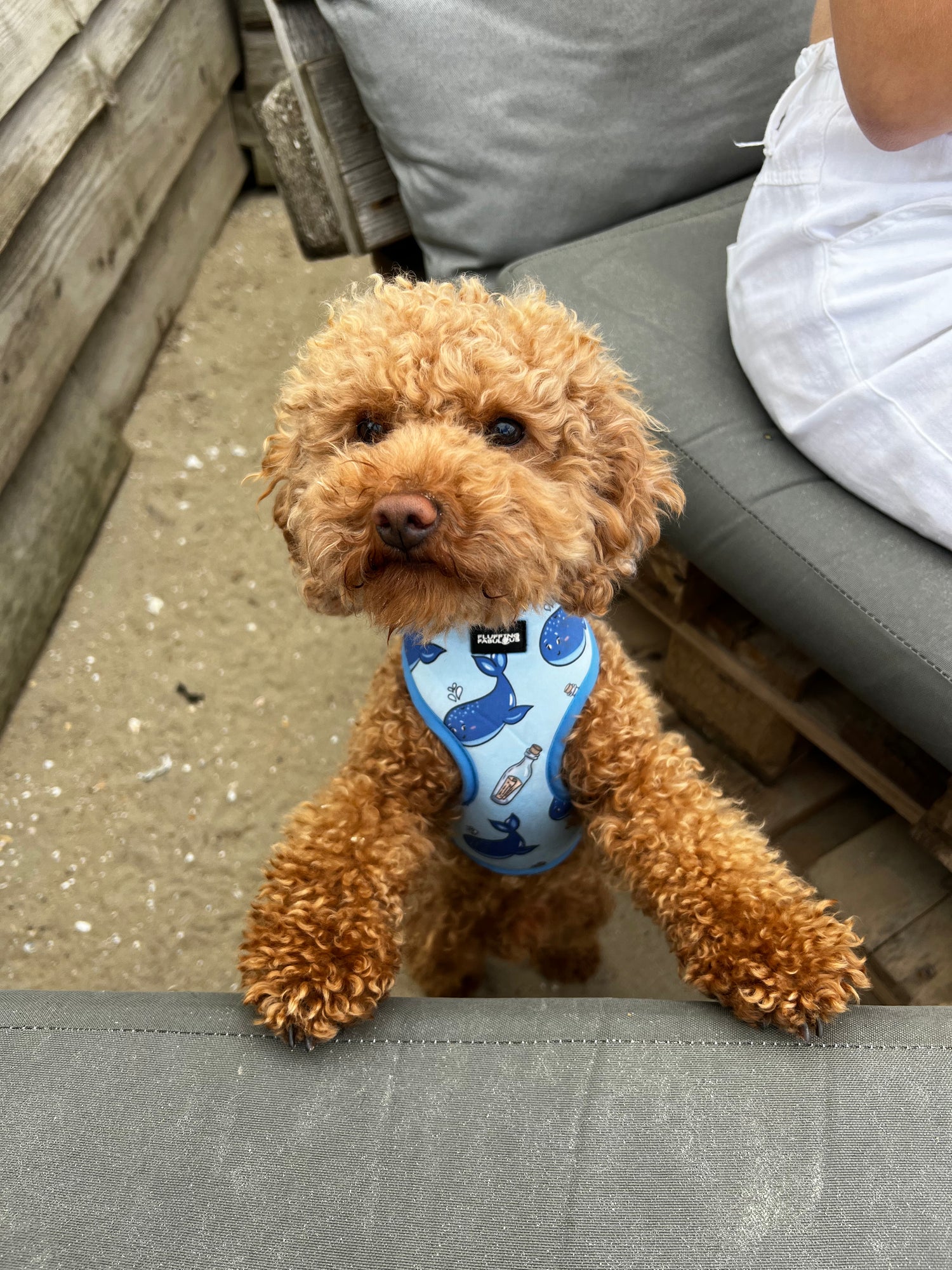 little poodle wearing affordable and adjustable dog harness on beach