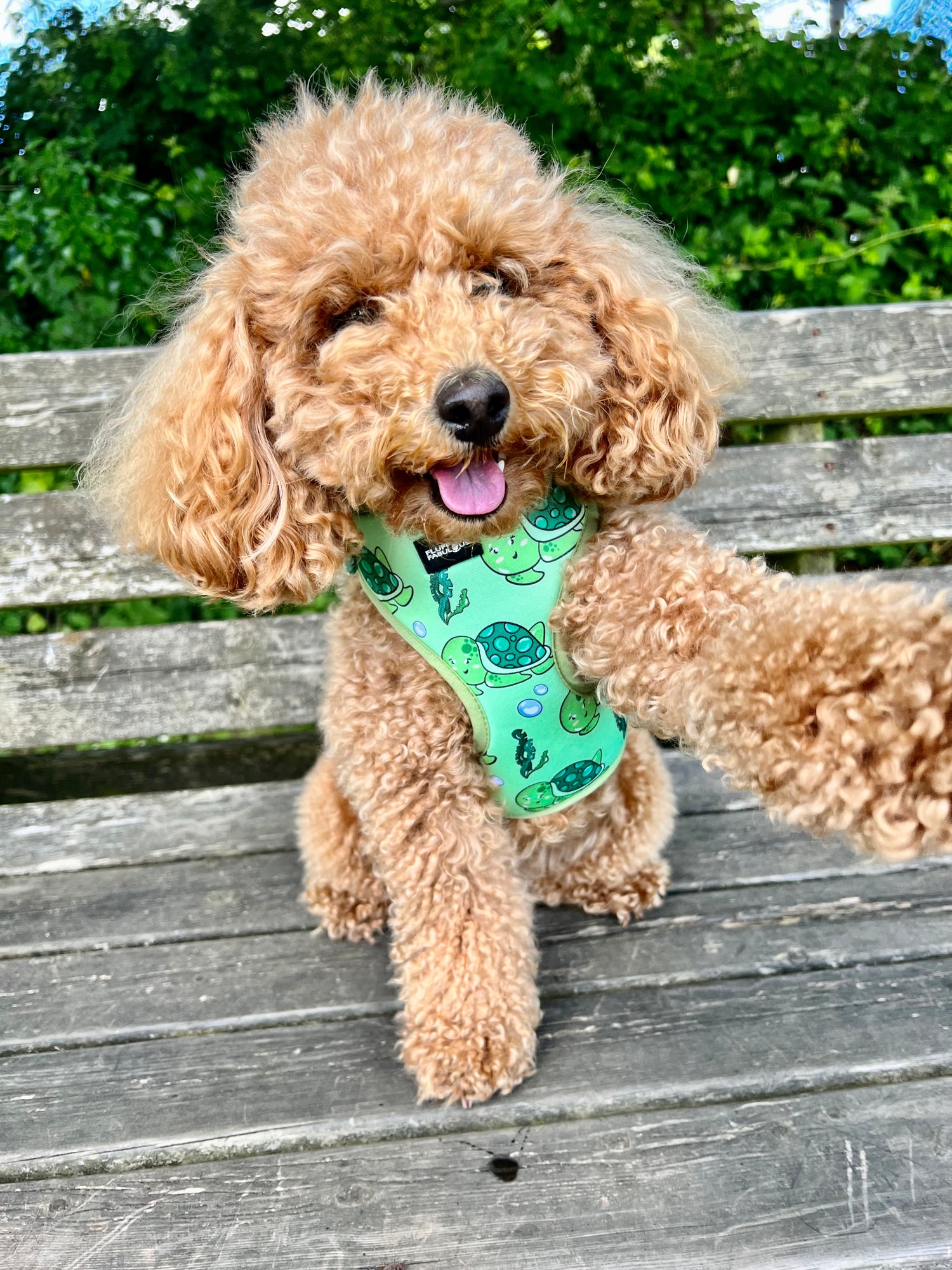 little poodle wearing adjustbale harness